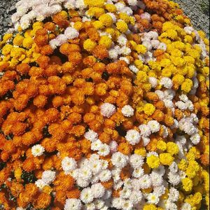 Meet your Posher, Machanda